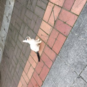 고양이 주인을 찾습니다 고양이 전단지