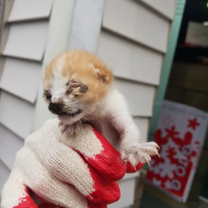 고양이 구조 코리아쇼트헤어 대구광역시 수성구