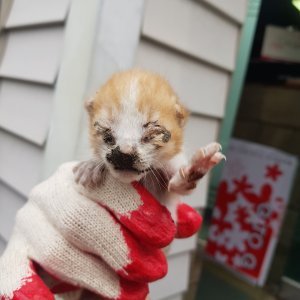 고양이 주인을 찾습니다 고양이 전단지