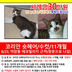 고양이실종분실 대전광역시 대덕구