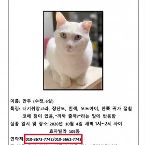 고양이실종분실 경기도 안산시 단원구