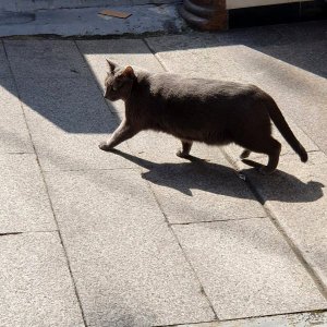 고양이 목격 러시안블루 서울특별시 송파구