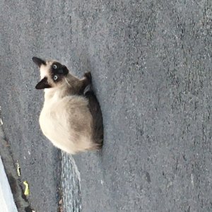 고양이 주인을 찾습니다 고양이 전단지