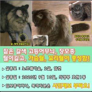 고양이를 찾습니다 고양이 전단지