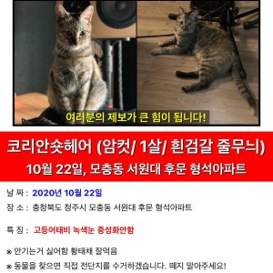 고양이실종분실 충청북도 청주시 서원구