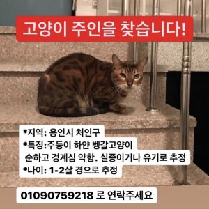 고양이 주인을 찾습니다 고양이 전단지