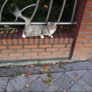 고양이 주인을 찾습니다 고양이 전단지