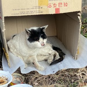 고양이 구조 기타묘종 경기도 부천시 오정구