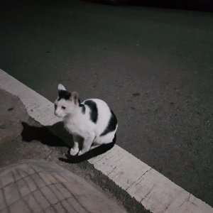 고양이를 찾습니다 고양이 전단지