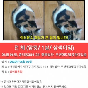 고양이를 찾습니다 고양이 전단지