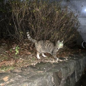 고양이 구조 기타묘종 경기도 부천시 오정구