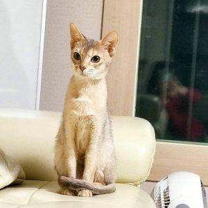 고양이 주인을 찾습니다 고양이 전단지