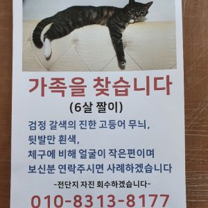 고양이를 찾습니다 고양이 전단지