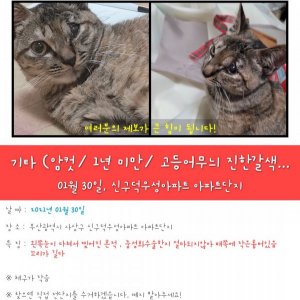 고양이를 찾습니다 고양이 전단지