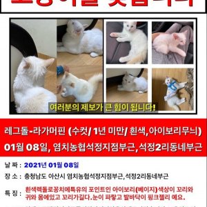 고양이를 찾습니다 고양이 전단지