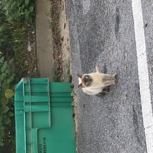 고양이 주인을 찾습니다 고양이 전단지