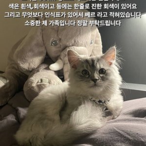 고양이실종분실 대구광역시 중구