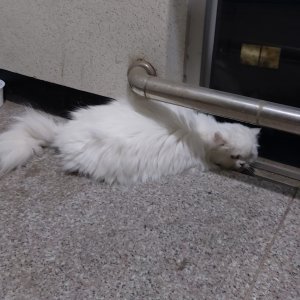 고양이 주인을 찾습니다 고양이 전단지