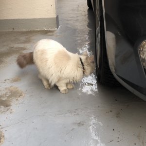 고양이 주인을 찾습니다 고양이 전단지