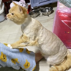 고양이를 찾습니다 고양이 전단지