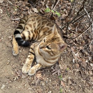 고양이 주인을 찾습니다 고양이 전단지