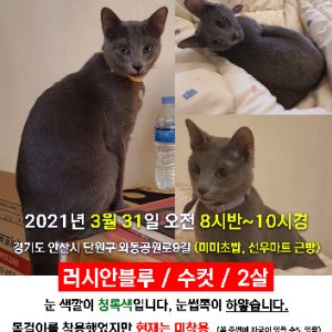 고양이실종분실 경기도 안산시 단원구