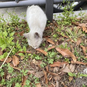 고양이 주인을 찾습니다 고양이 전단지