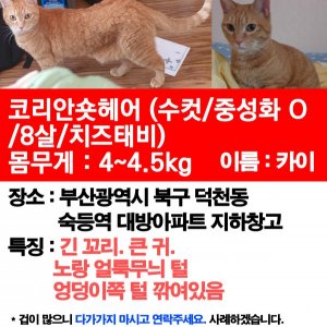 고양이를 찾습니다 고양이 전단지