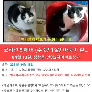 고양이를 찾습니다 고양이 전단지