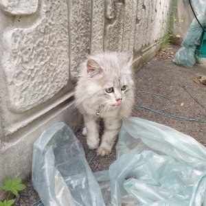 고양이 주인을 찾습니다 고양이 전단지