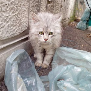 고양이 목격 기타묘종 경기도 양주시