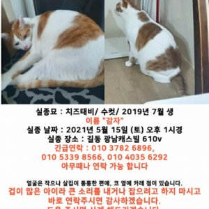 고양이를 찾습니다 고양이 전단지