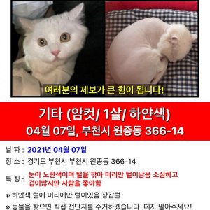 고양이를 찾습니다 고양이 전단지