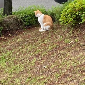 고양이 목격 코리아쇼트헤어 경기도 수원시 영통구