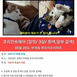 고양이를 찾습니다 고양이 전단지