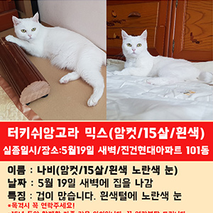 고양이를 찾습니다 고양이 전단지