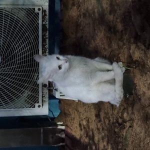 고양이 주인을 찾습니다 고양이 전단지