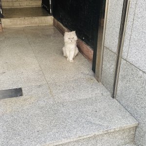 고양이 주인을 찾습니다 고양이 전단지