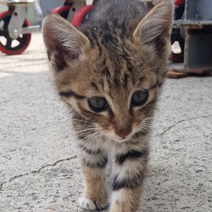 고양이 주인을 찾습니다 고양이 전단지