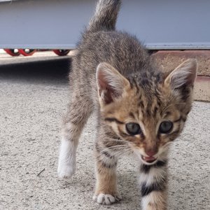 고양이 구조 기타묘종 경기도 화성시