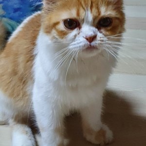 고양이 주인을 찾습니다 고양이 전단지