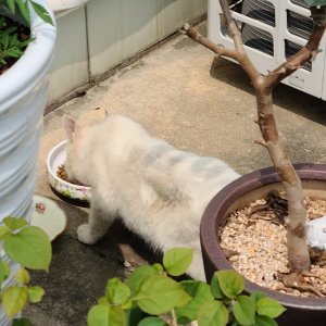 고양이 목격 터키시앙고라 경기도 용인시 처인구