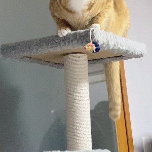 고양이를 찾습니다 고양이 전단지