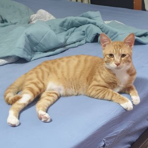 고양이를 찾습니다 고양이 전단지