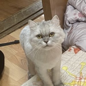 고양이를 찾습니다 고양이 전단지