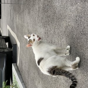 고양이 주인을 찾습니다 고양이 전단지