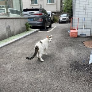고양이 목격 코리아쇼트헤어 서울특별시 성북구