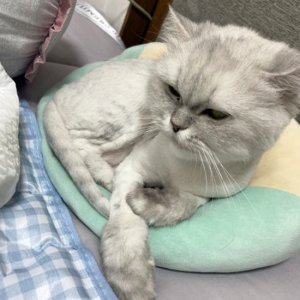 고양이실종분실 경기도 부천시 오정구