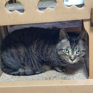 고양이를 찾습니다 고양이 전단지