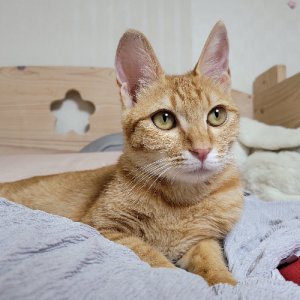 고양이를 찾습니다 고양이 전단지